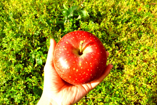手に持ったリンゴ