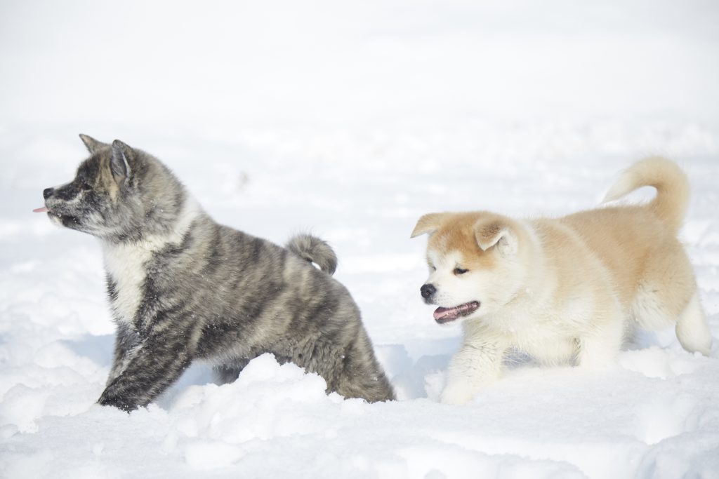 黒毛と赤毛の子犬の秋田犬の子犬が雪の中を歩いている。