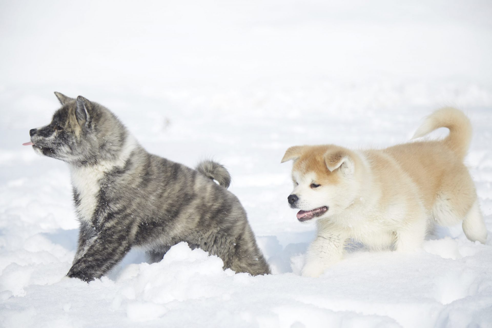 黒毛と赤毛の子犬の秋田犬