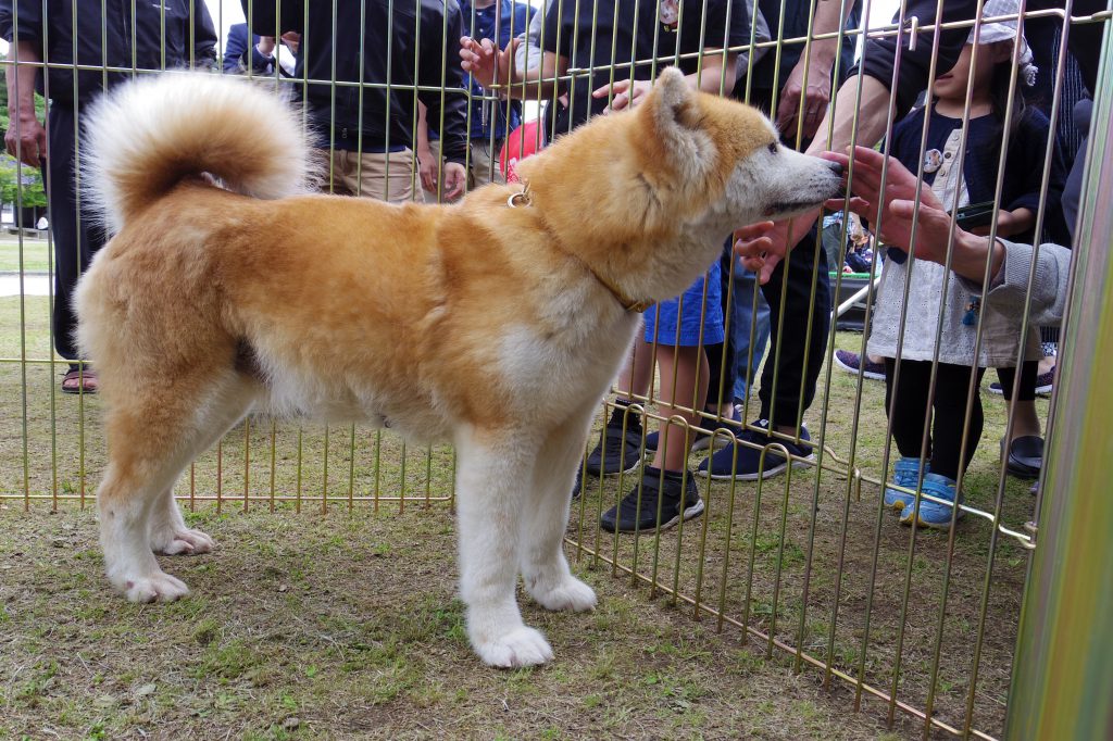 柵越しに人々に触れられている秋田犬の様子。