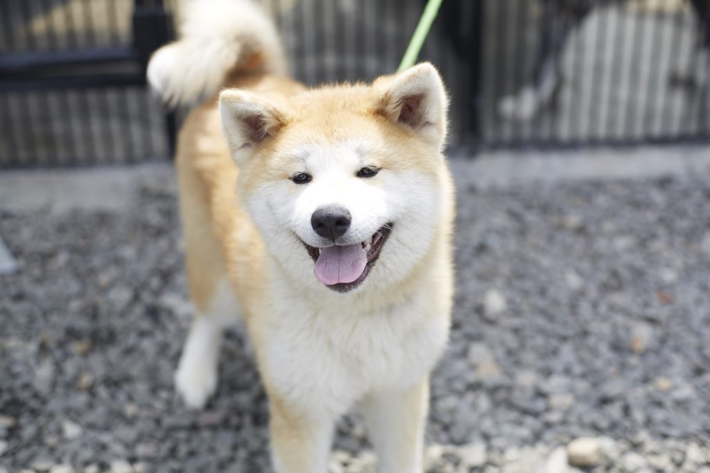 赤毛の秋田犬が正面を向いて笑っている。