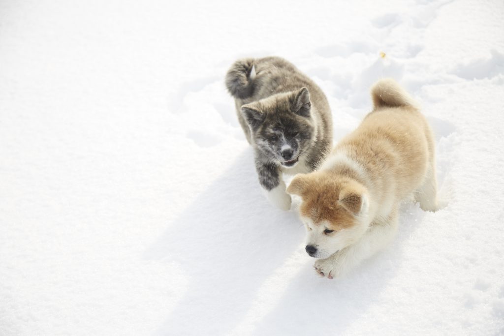 世界に愛される 秋田犬 の魅力 Guidoor Media ガイドアメディア