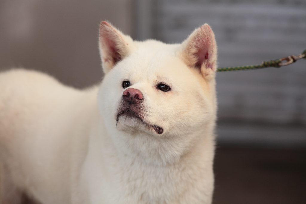 困った表情の白毛の秋田犬の様子。