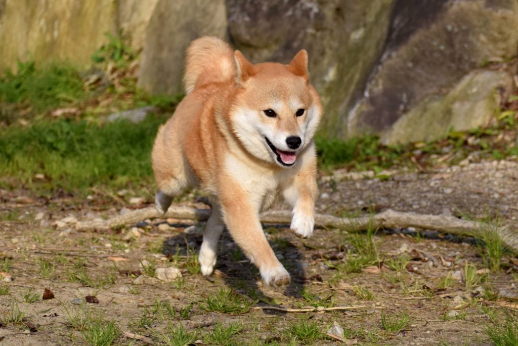 元気に走っている赤毛の柴犬の様子。