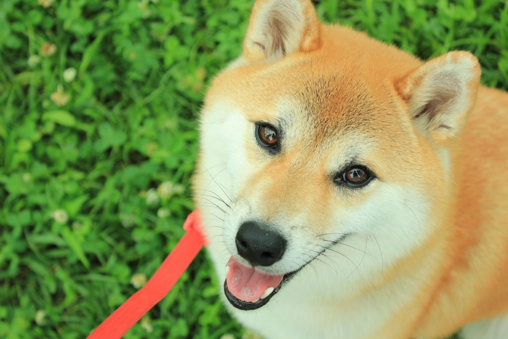 世界が注目の秋田犬 その魅力と特徴 歴史 Guidoor Media ガイドアメディア