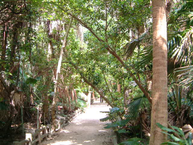 青島神社の亜熱帯植物の通路