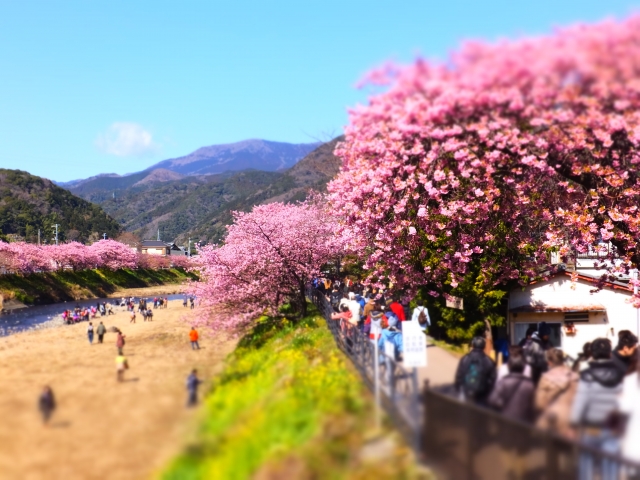 河津桜祭り