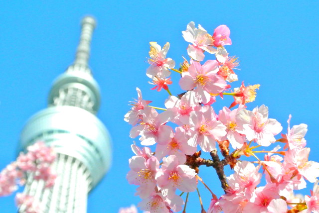 河津桜とスカイツリーー