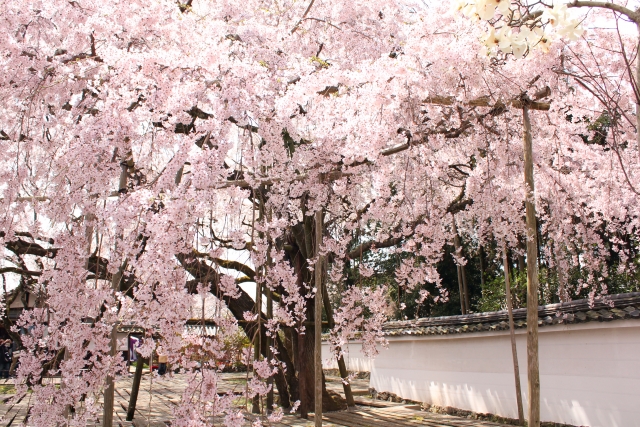 醍醐寺は桜の名所としても知られ、秀吉が開いた醍醐の花見は有名です