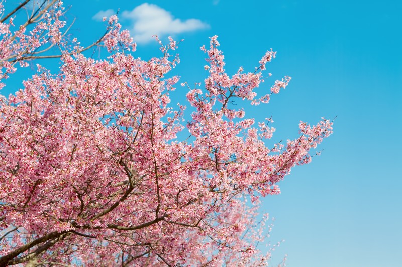 青空と桜