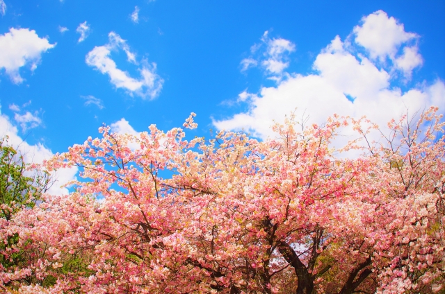 河津桜