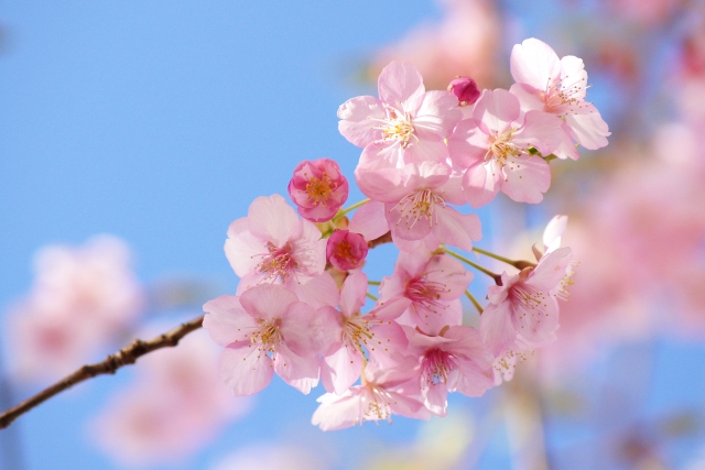 河津桜