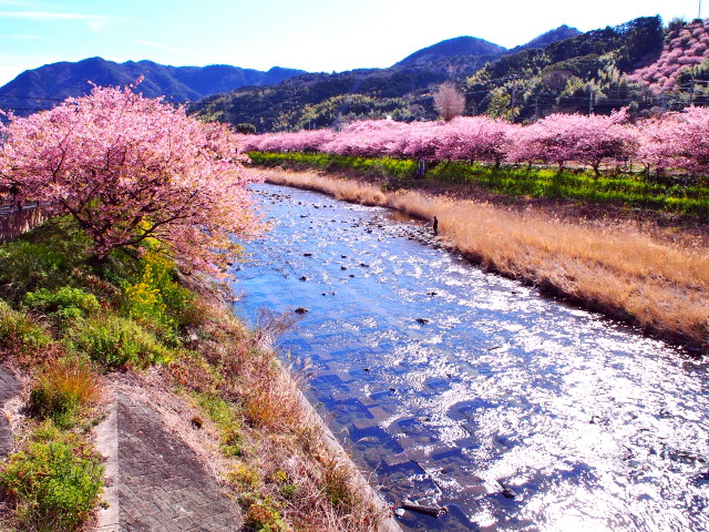 河津桜