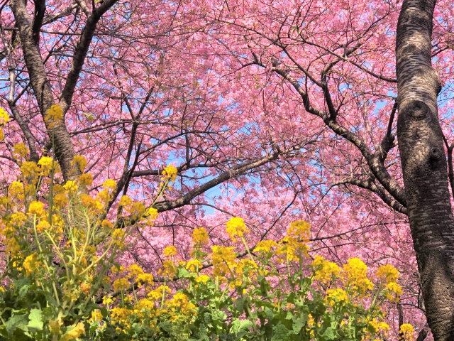 河津桜と菜の花