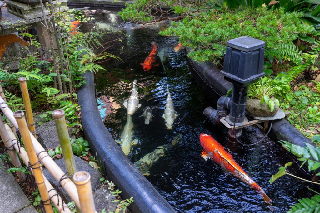 深大寺そば「鈴や」の池で優雅に泳いでいる錦鯉