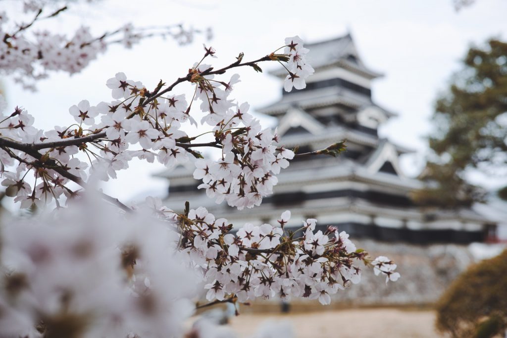 城の前に桜が美しく咲いている様子。