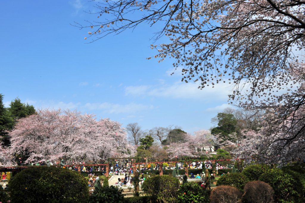 里見公園の外観。桜が咲いている様子が美しい。