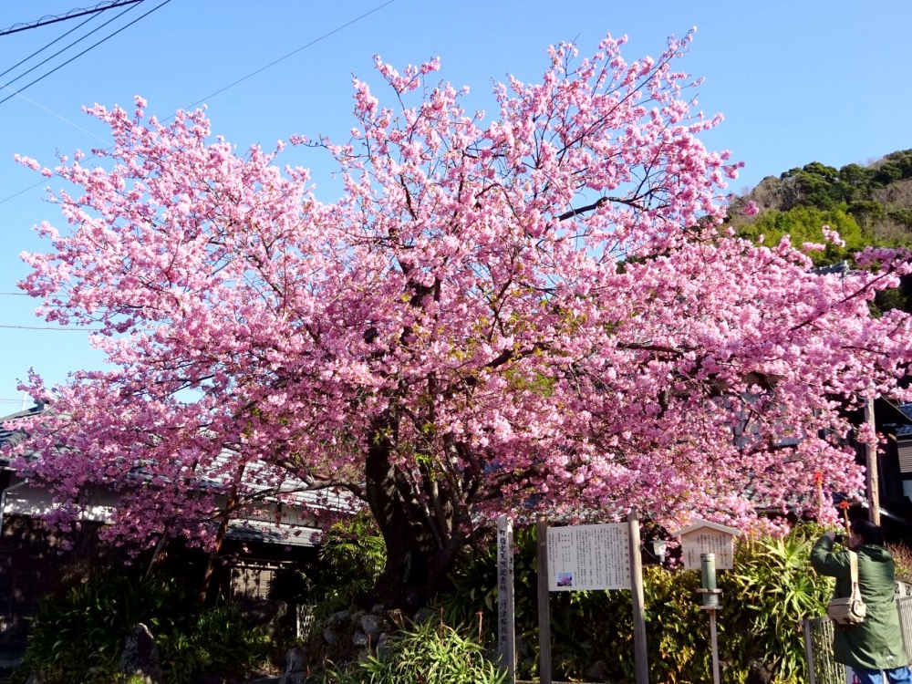 静岡県河津町にある「河津桜」の原木
