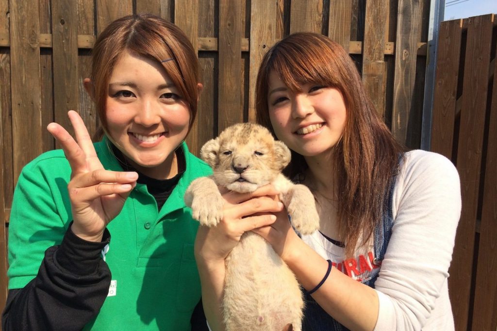 東かがわのホワイトタイガーなどの動物と触れ合える「しろとり動物園」で虎を抱っこする女の子