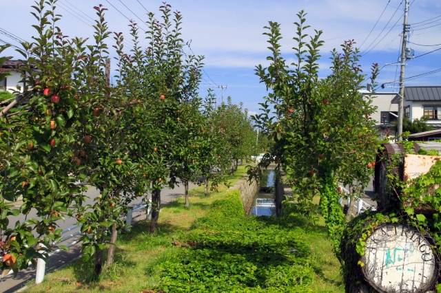 「御所川原」で育つリンゴの木の様子。