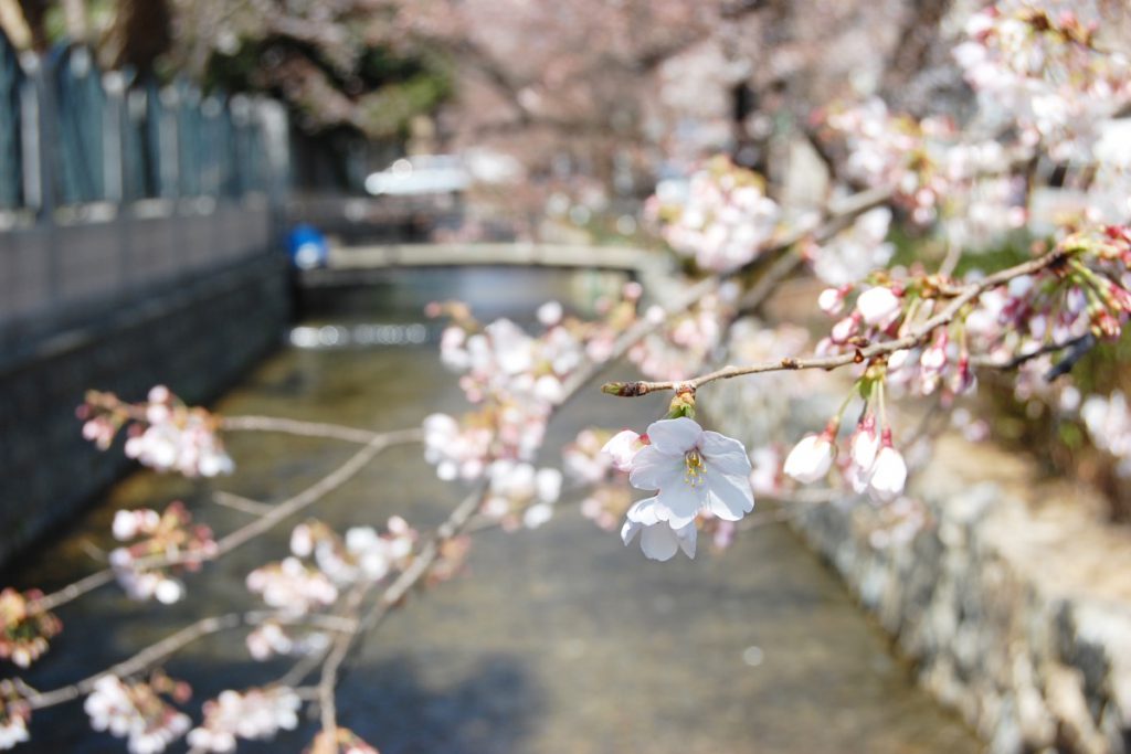 桜の枝のアップです。奥には川が見えます。
