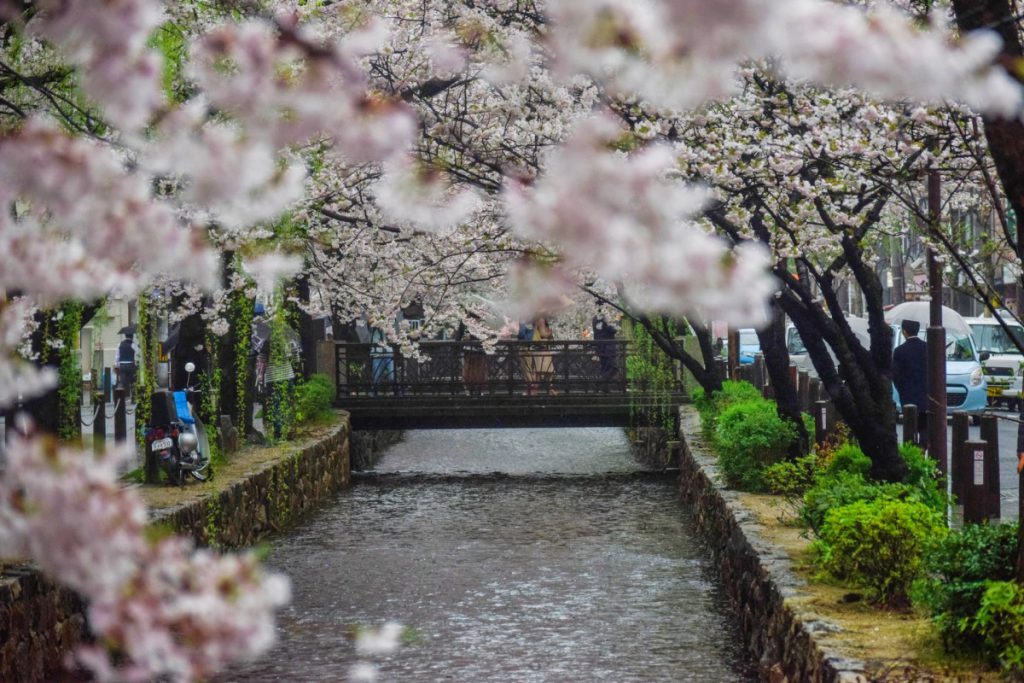 木屋町通。中央に川が流れていて両側には桜が咲き誇っています。