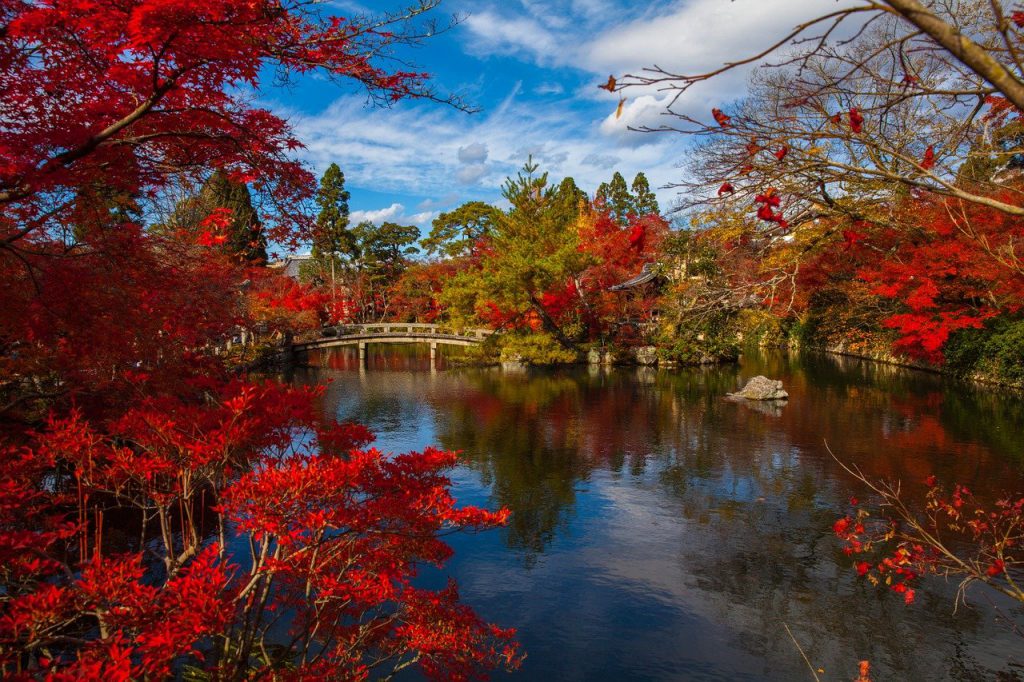 円山公園。中央ある大きな池を中心に紅葉が咲き乱れています。奥にアーチ状の橋が架かっているのが見えます。