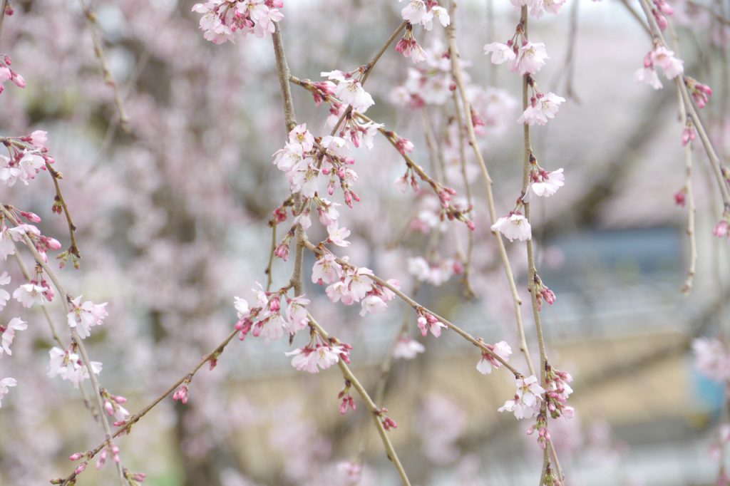 円山公園の桜のアップ。薄ピンクの桜が立体的に折り重なっています。