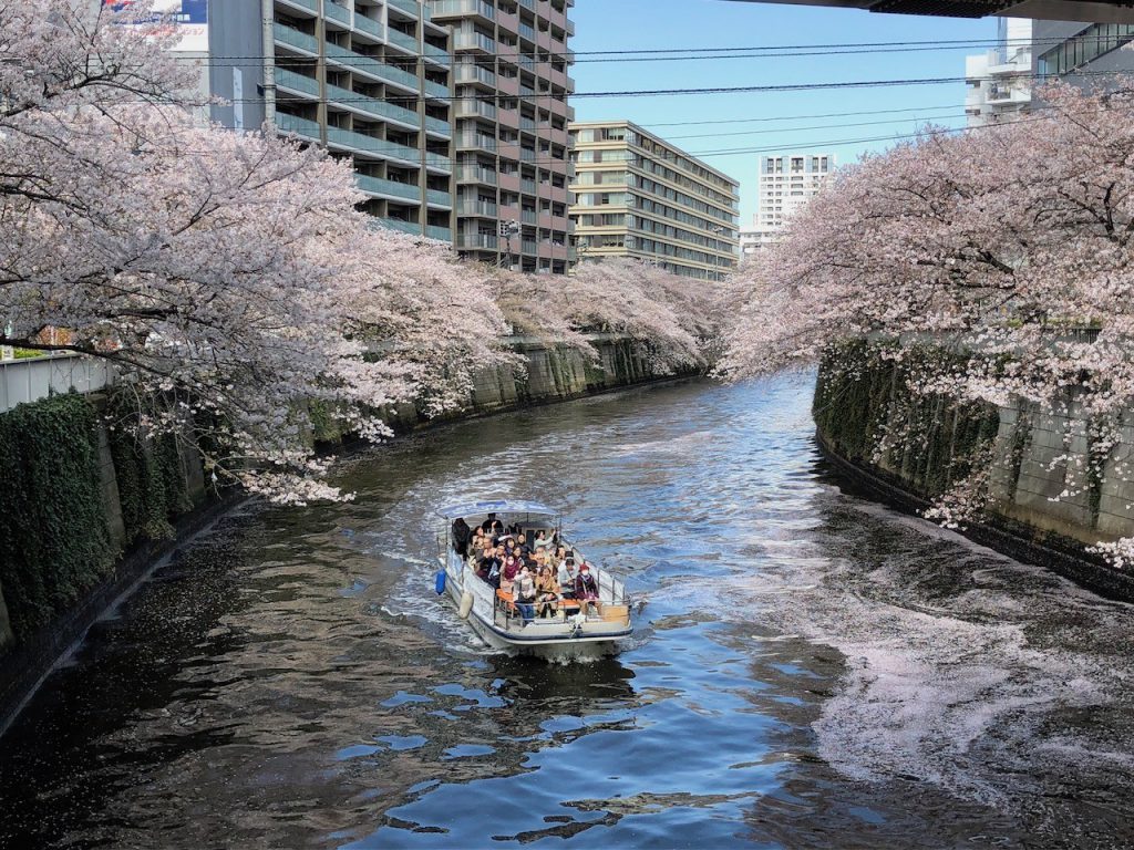 目黒川をゆったり進むクルーズ船。川の両側には満開の桜が咲き、水面に浮かんだ花びらが情緒ある風情をかもしだしています。乗船した人々が桜や街並みを楽しそうに眺めています。