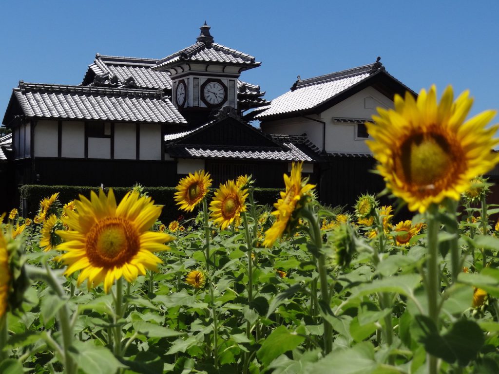 手前にヒマワリ畑、奥に安芸市のシンボル的な存在の野良時計 が見えます。白壁、瓦屋根住宅の、中央3階部分に時計が設置されています。