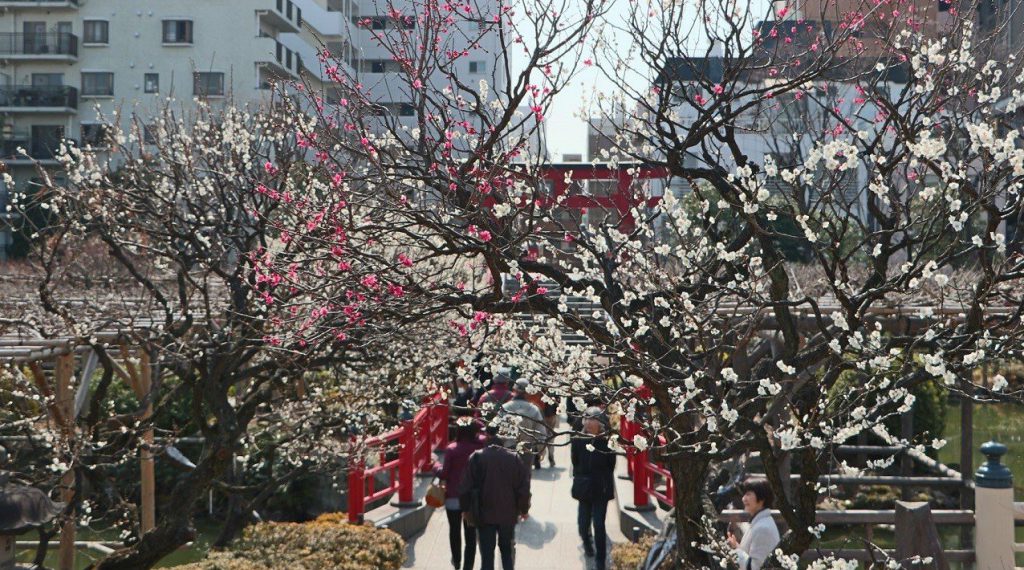 この写真は、亀戸天神社の梅まつりの様子の写真です。歌川広重の「名所江戸百景」にも描かれています。
