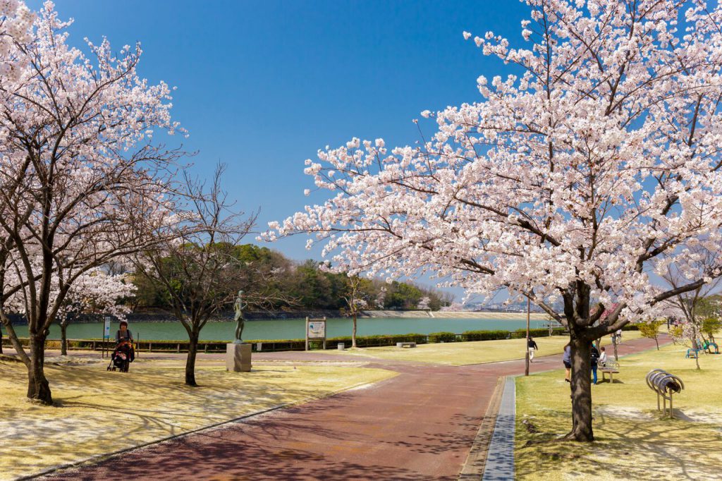 桜が満開の「保田ヶ池公園」の様子。奥には池の様子も。