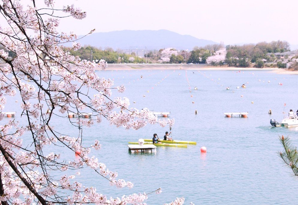 春の三好池の様子。所々に咲く桜が美しく、カヌーを楽しむ人々の様子も。