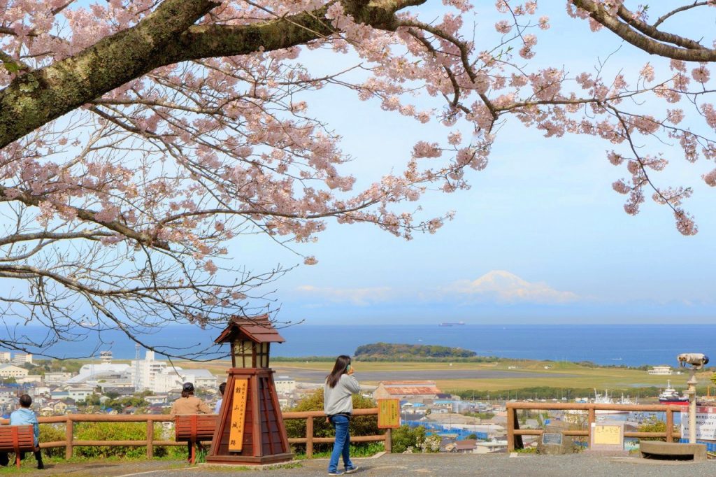 小高い丘の上の城山公園の桜。海と富士山が見えている。