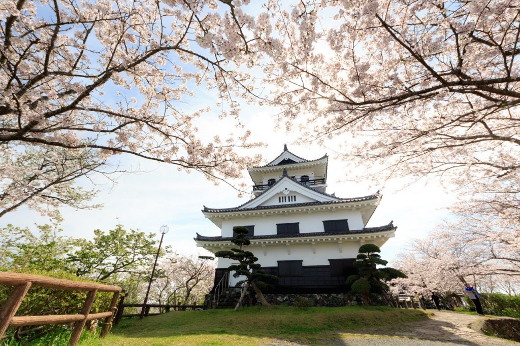 館山城の周辺にたくさんの桜が咲いている様子。