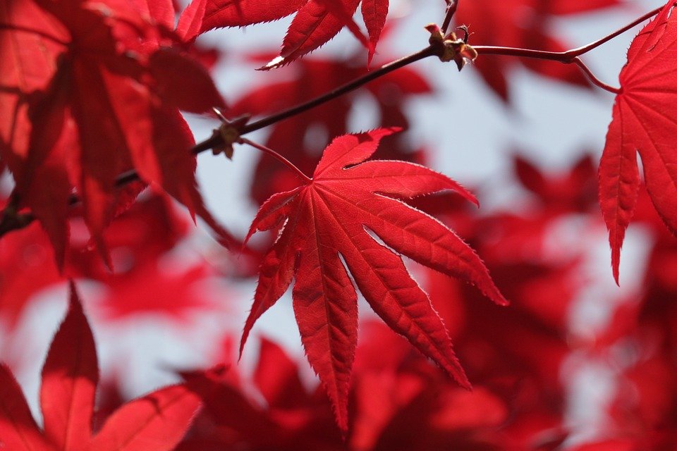 真っ赤な紅葉の写真。