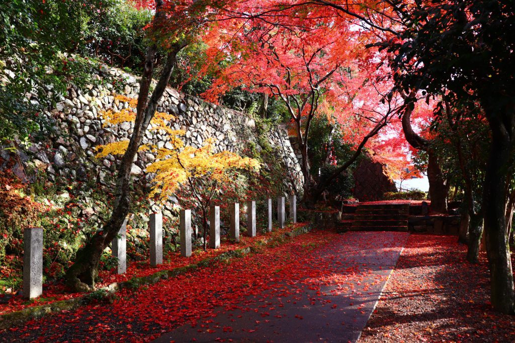 神社の参道。赤いもみじの木々があり、その下に真っ赤なたくさんの落ち葉が道の一面に広がるように落ちている。