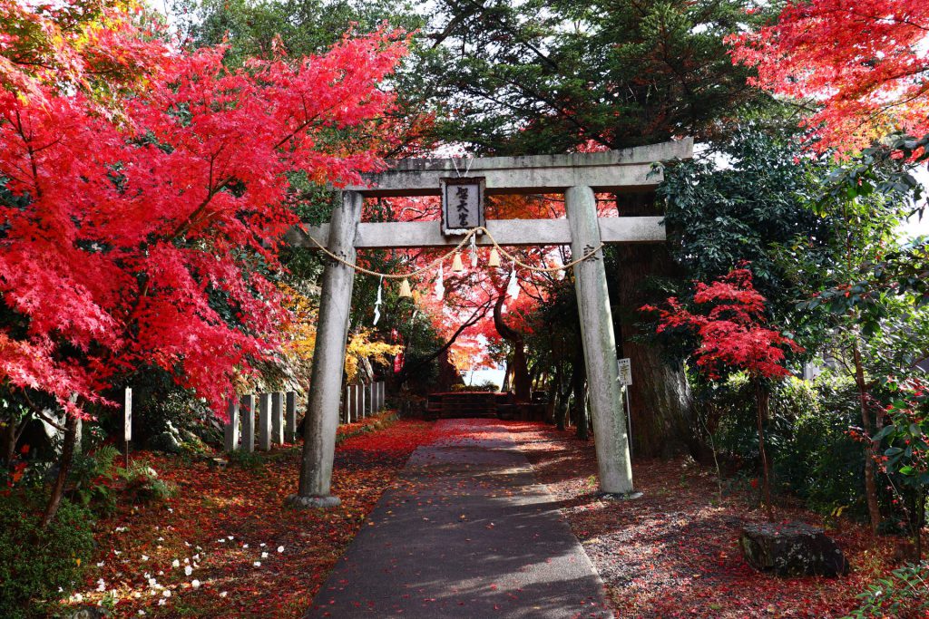 神社の参道。白い石造りの古めかしい鳥居が手前にあり、周囲に赤い紅葉の木々が生い茂っている。