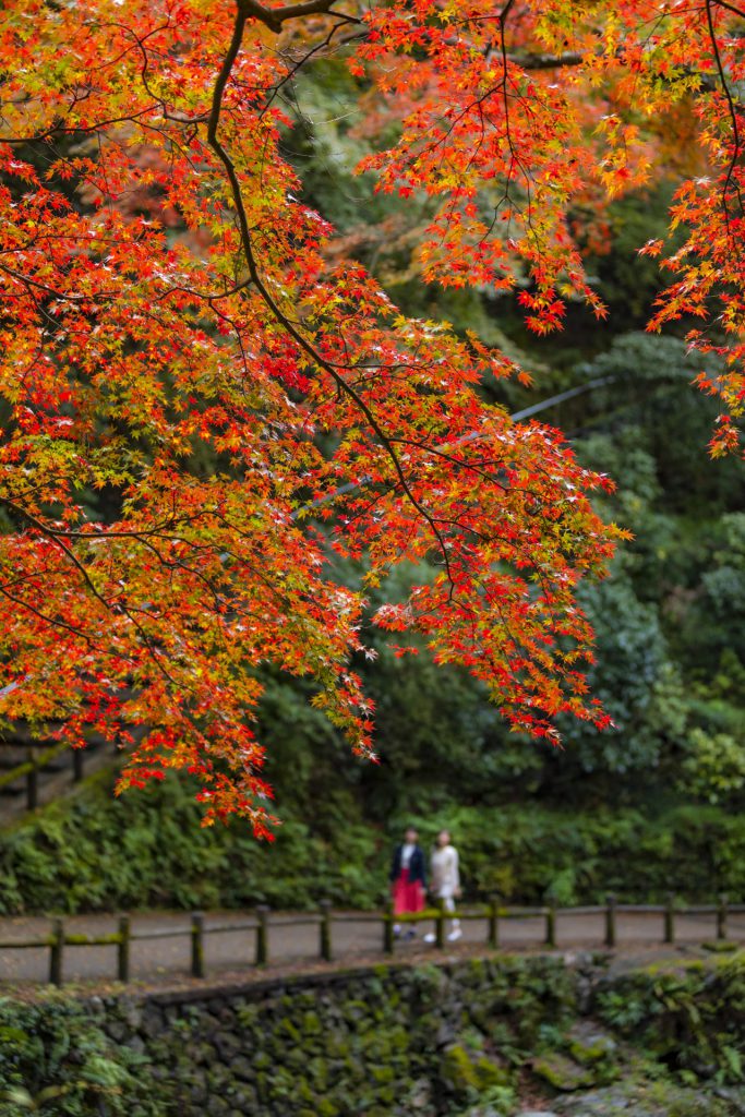 手前に赤とオレンジの混ざった紅葉の木があります。遠近法でその遠くに二人組の女性が歩いています