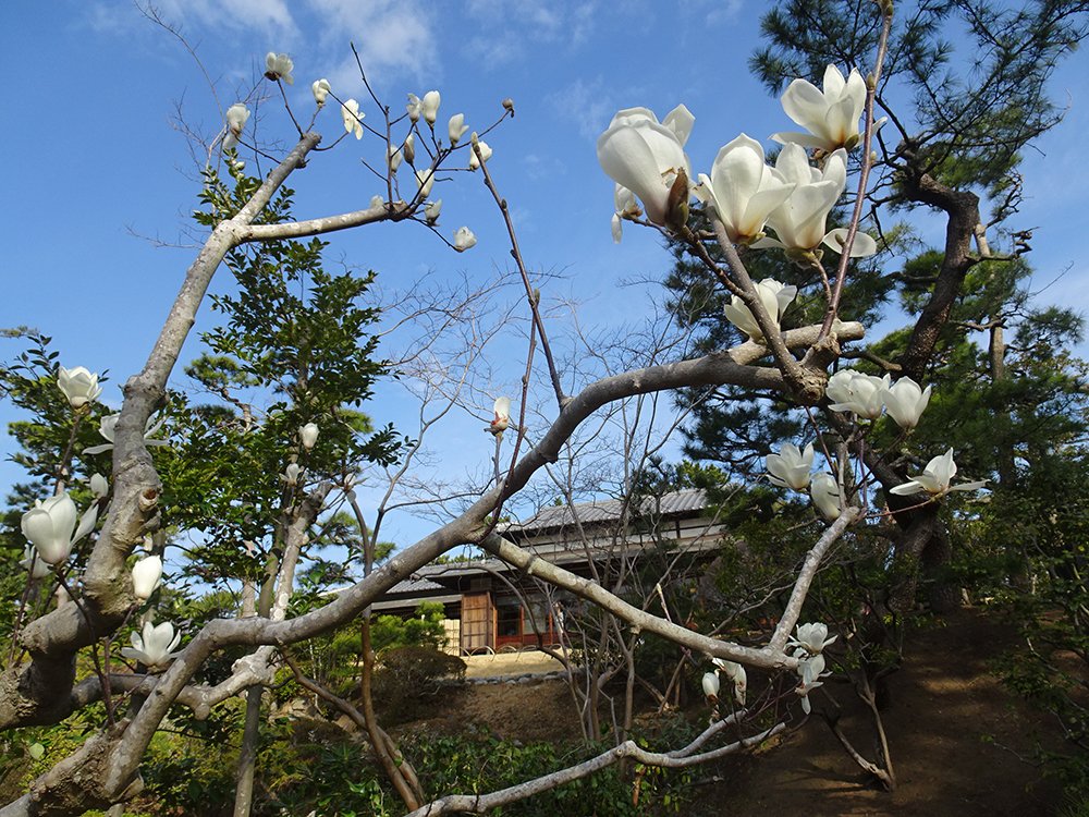「陸奥宗光別邸跡・旧古河別邸」の日本庭園にあるハクモクレンの木。白く大きな縦長の花が上向きに咲いている。