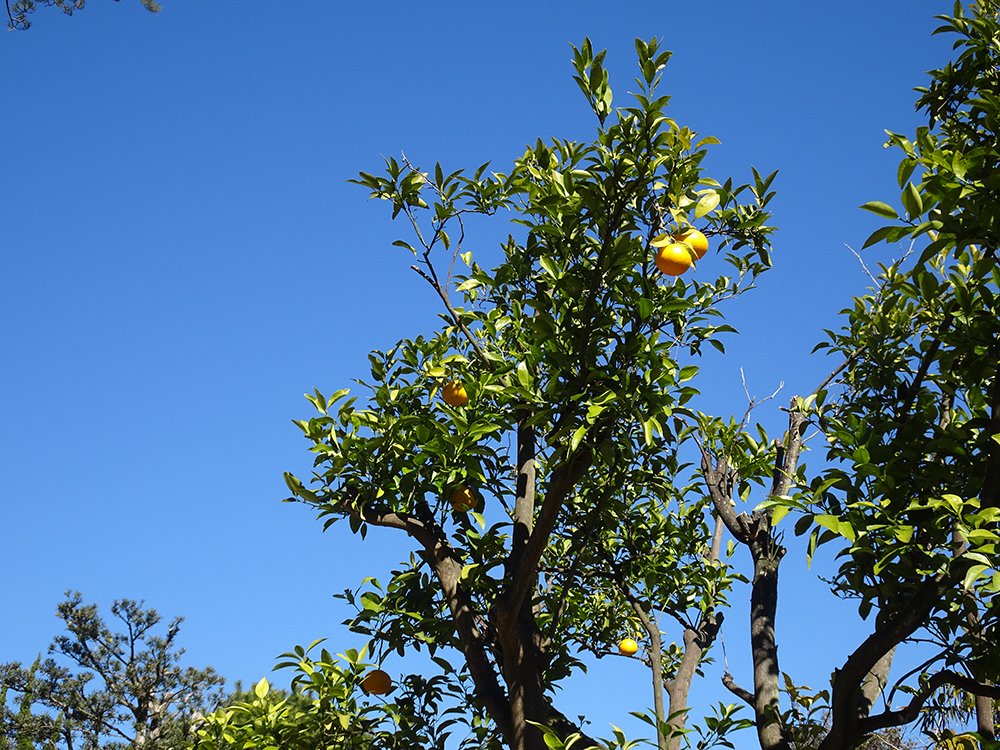 「陸奥宗光別邸跡・旧古河別邸」の日本庭園にある果樹園で見られる、黄色の柑橘類の実った木。