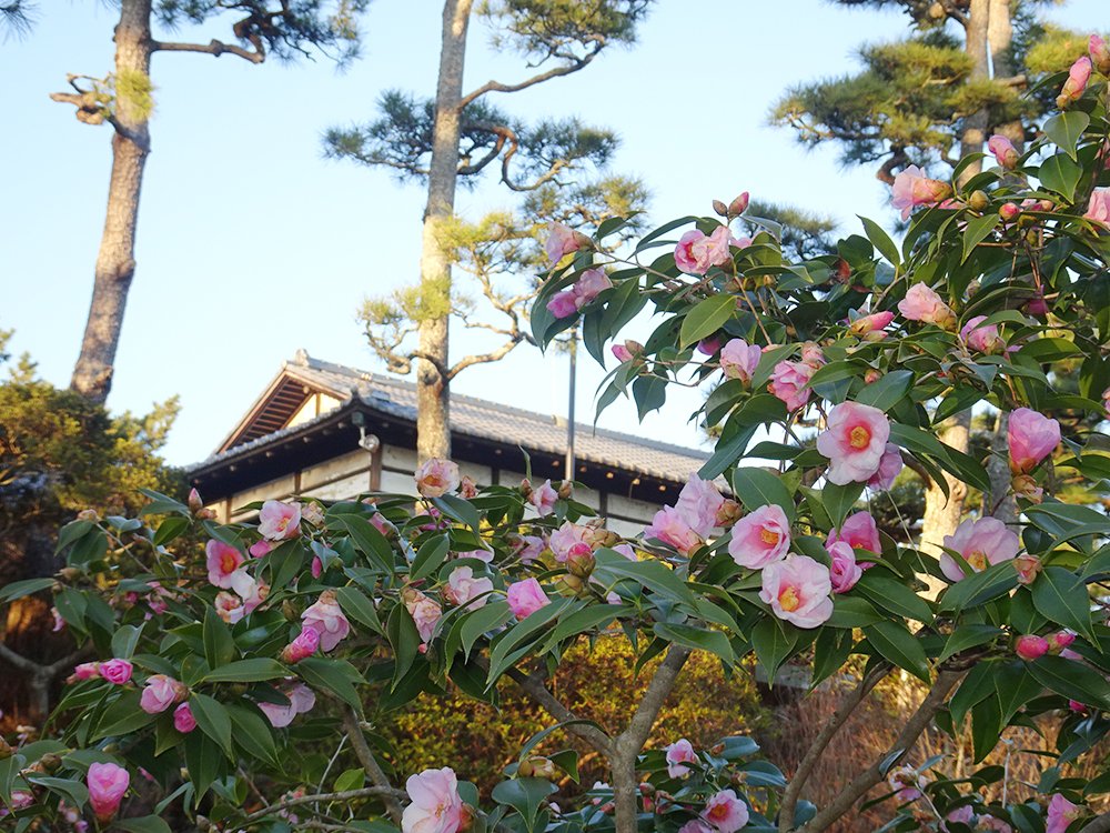 「陸奥宗光別邸跡・旧古河別邸」の日本庭園にある椿の木。花の中心が濃いピンク、全体は薄ピンク色をした椿の花。