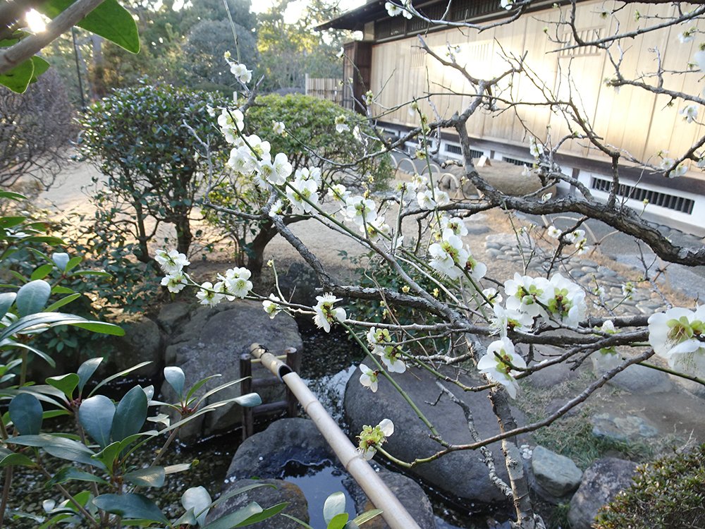 「陸奥宗光別邸跡・旧古河別邸」の日本庭園にある鹿威しと白梅。