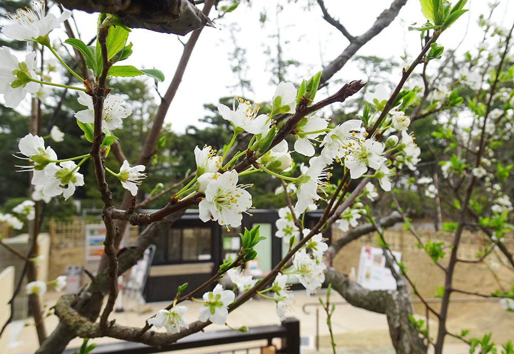 「旧大隈重信別邸・旧古河別邸」の庭で見られる花桃の木。5枚咲きの小さな白い花が咲いている。