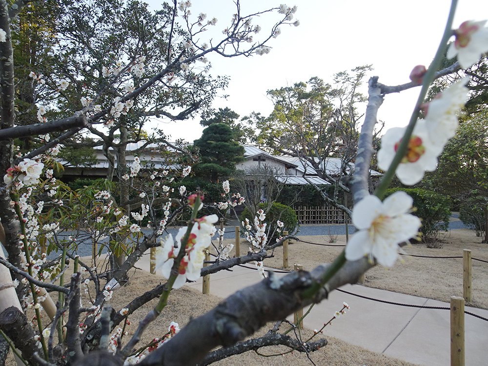 「旧大隈重信別邸・旧古河別邸」の庭にある白梅の木。5枚咲きの小さな白い花が咲いている。