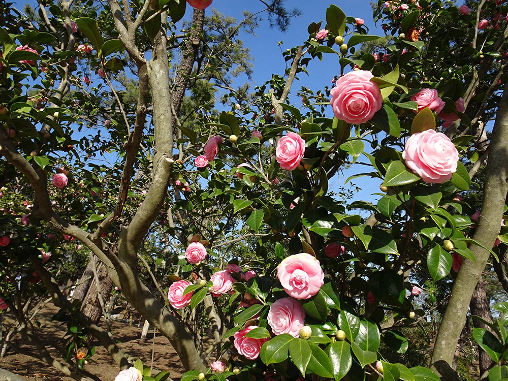 「陸奥宗光別邸跡・旧古河別邸」の日本庭園にある椿の花。バラのような花びらをした薄ピンクの花。