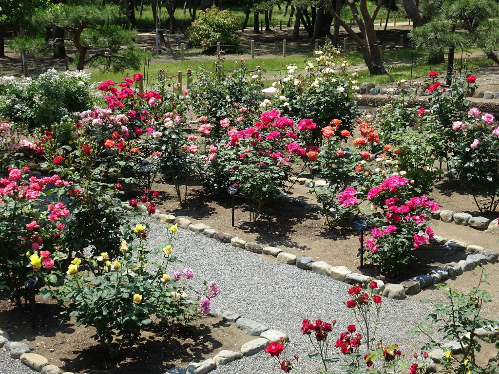 「陸奥宗光別邸跡・旧古河別邸」の日本庭園にあるバラ園。濃いピンクのバラの花が多く咲いている。