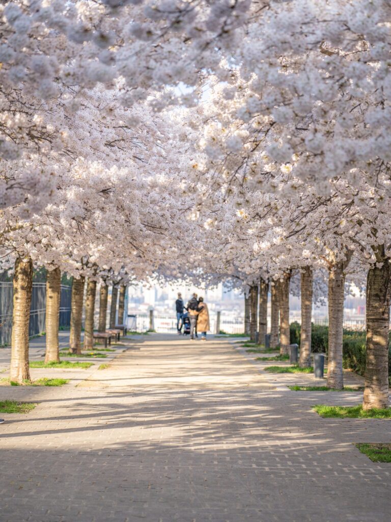 満開の桜並木の向こうには肩を寄せ合う家族の姿がある