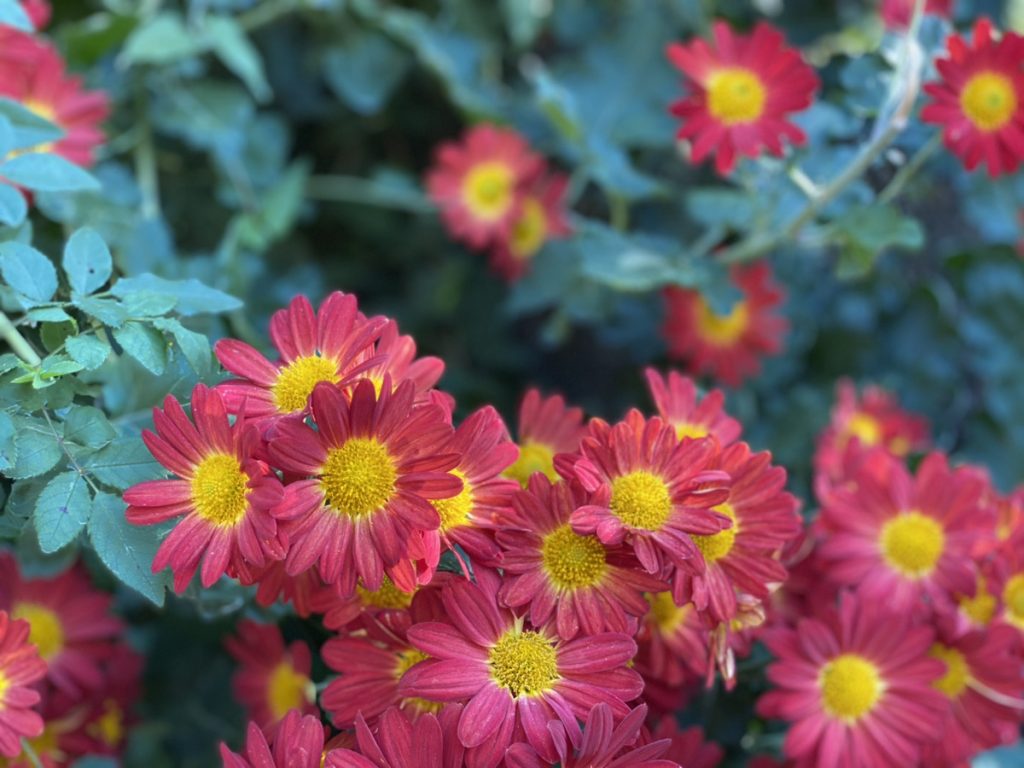 可愛らしい紅色の花の写真。