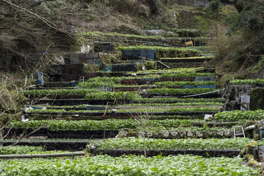 静岡県伊豆市にある「筏場のわさび田」。